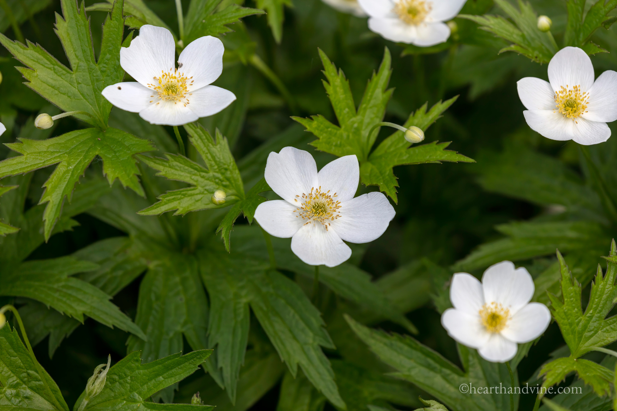 Canadian anemone windflower.