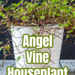 Angel vine grown as an indoor houseplant.
