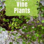 Close up of angel vine plant leaves.