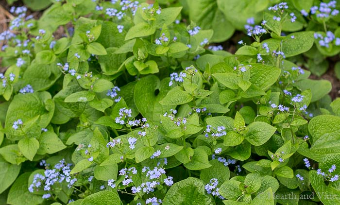 Brunnera in the spring in bloom.