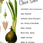 Botanical image of the chive plant.