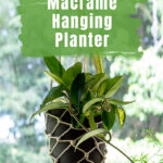 Hoya plant in a hanging macrame planter.