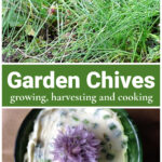 Chives in the garden over chive butter in a bowl.