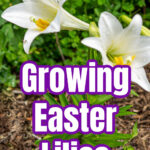 White Easter lilies in the garden.
