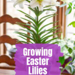 A pot of Easter Lilies.