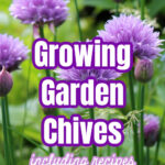 Close up view of chives in bloom.