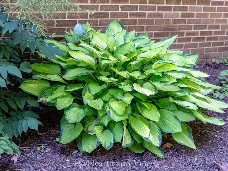 Large hosta with blue edging.