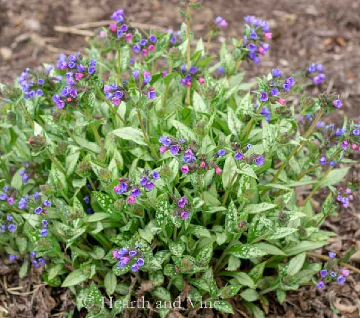Raspberry splash lungwort in bloom.
