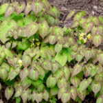 Epimedium blooming in the spring.