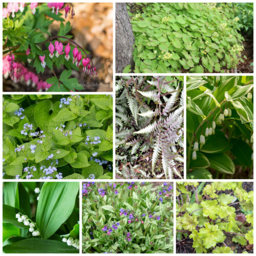 Collage of plants that grow under trees including bleeding heart, brunnera, lungwort, epimedium and more.