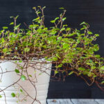 Side view of the angel vine plant in a white pot.