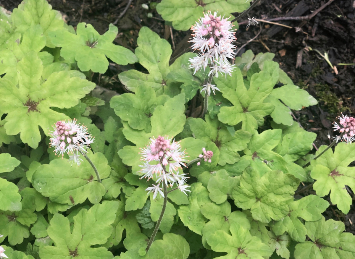 Tiarella foamflower in bloom.