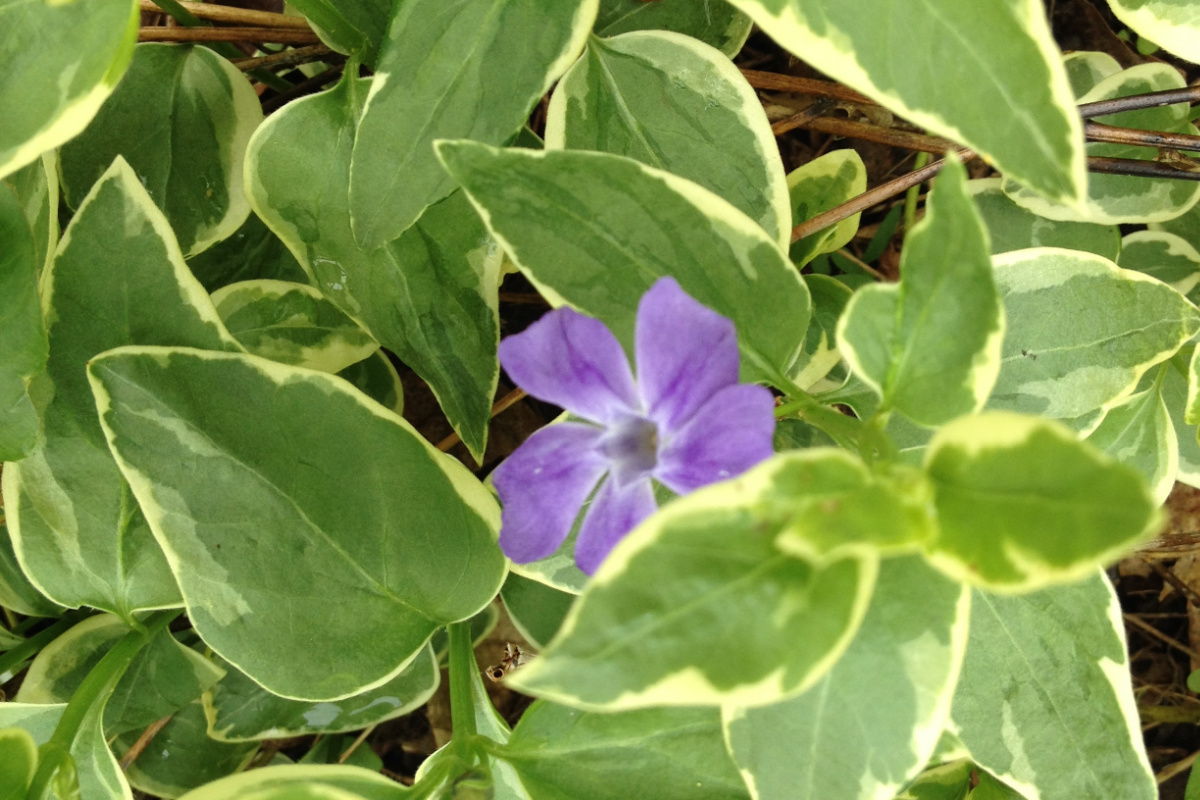 Variegated vinca with purple flower.