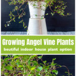 Angel vine plant in a white pot over a close up of the stems.