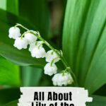 Lily of the valley flowers close up.