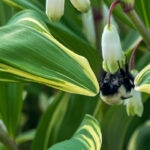 A bumble bee getting nectar from a Solomon's seal flower.