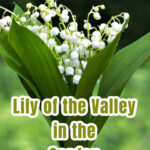 A hand holding a bouquet of lily of the valley.