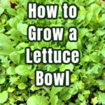 Mesclun mix lettuce grown in a shallow container.