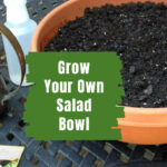 Large pot of soil with a packet of lettuce seeds, a spray bottle and watering can on the side.