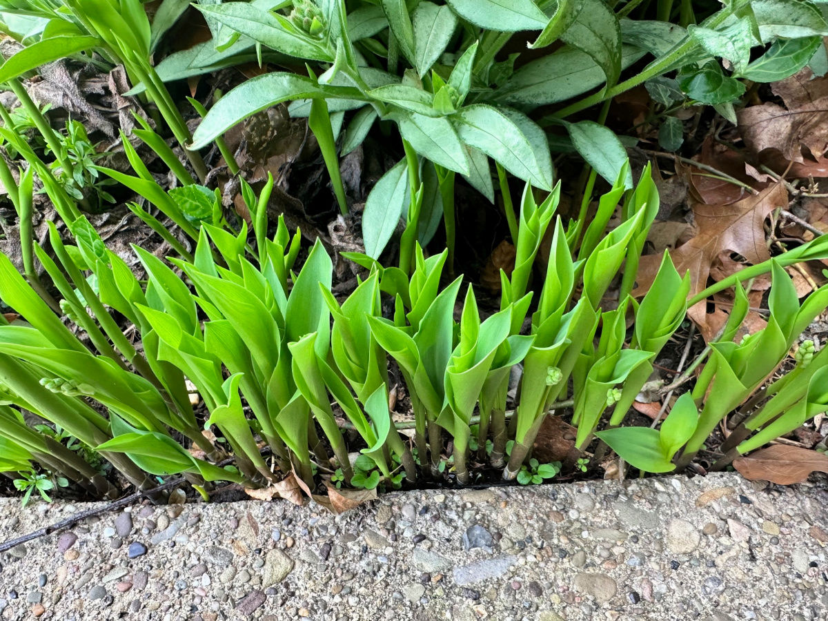 Early growth of lily of the valley next to a sidewalk.