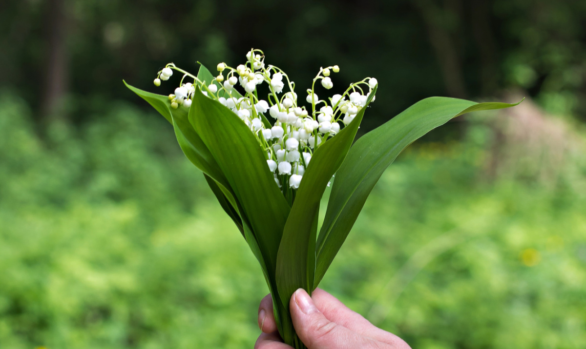 A hand holding a bouquet of lily of the valley flowers.