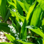 Lily of the valley plant blooming.