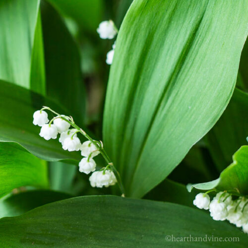 Close look at lily of the valley flowers.