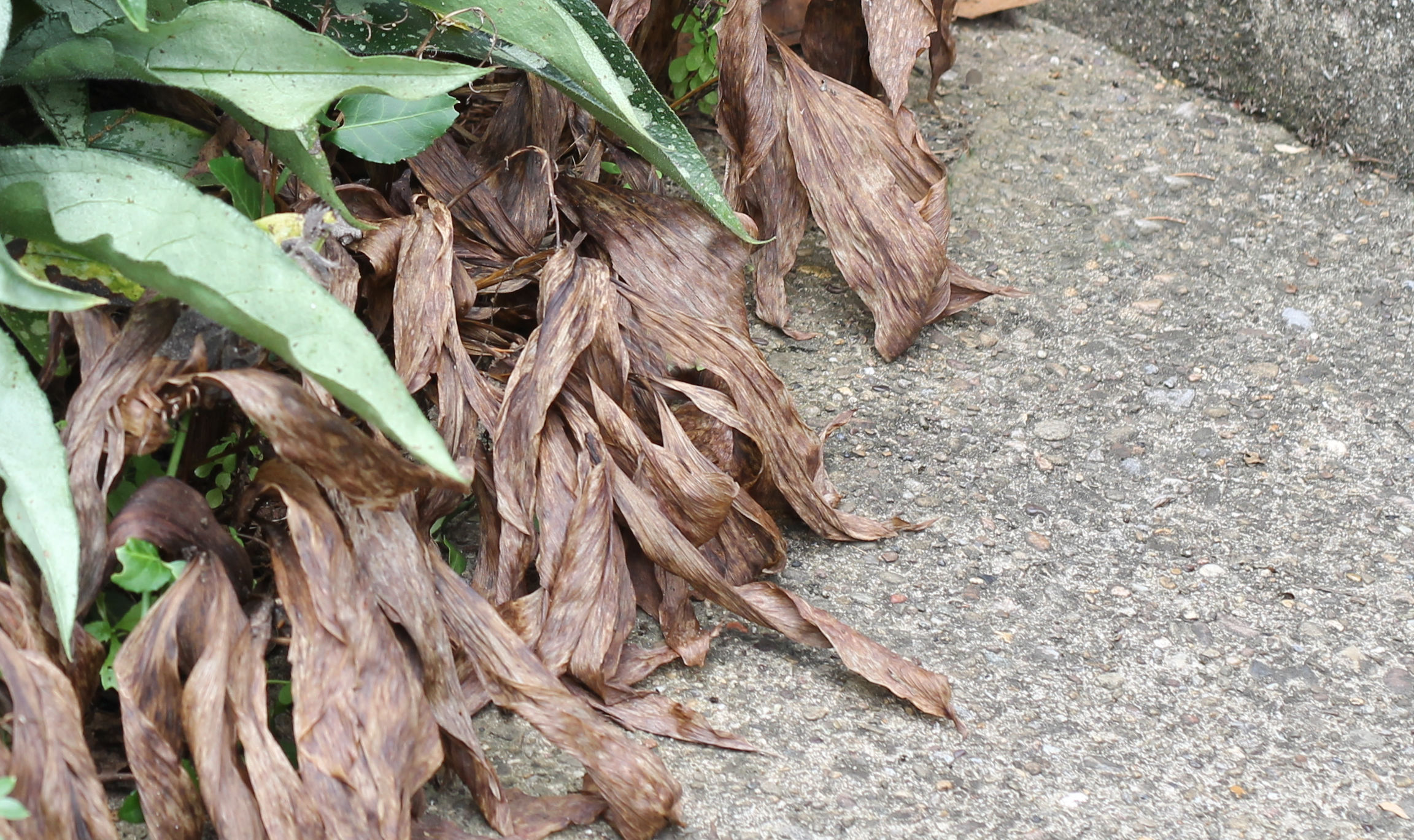 Lily of the valley die back late in the season.