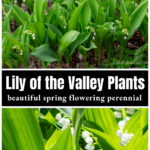 Lily of the valley plants in a garden over a close up of the same.