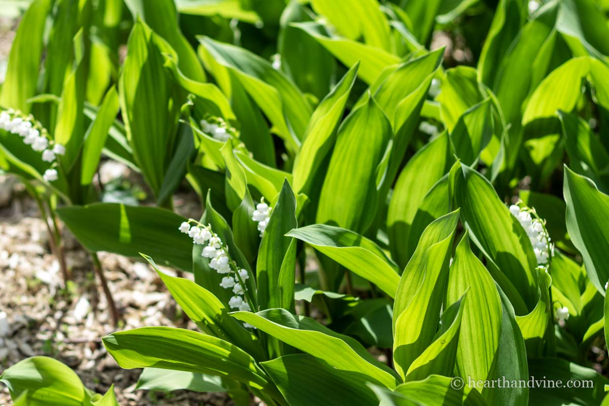 Lily of the valley plant in bloom in a garden.