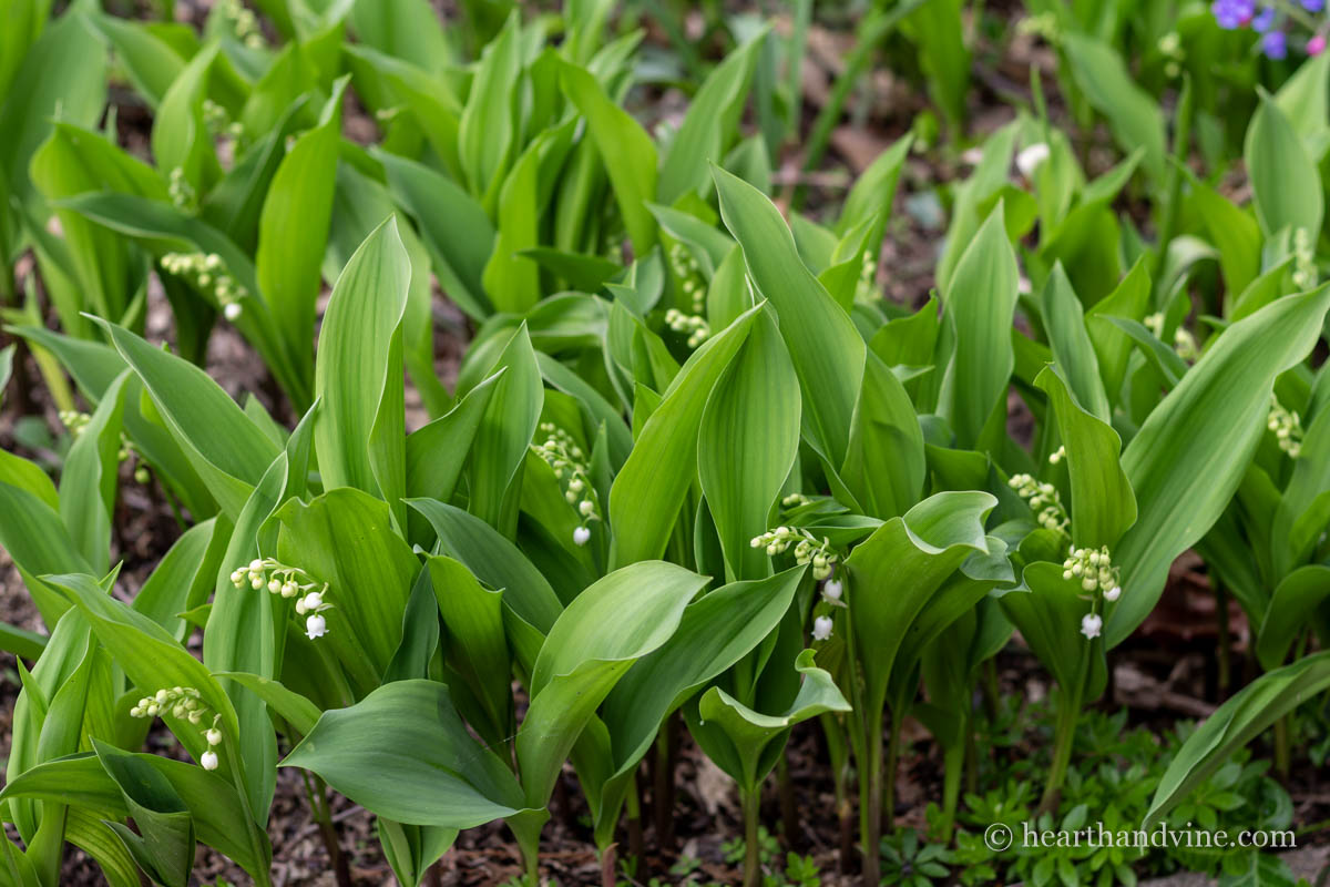 Lily of the valley plants just starting to bloom in the spring.