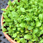 A partial view of a round container growing lettuce greens.