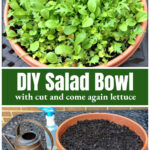 Bowl of lettuces growing over the supplies needed to grow your own.