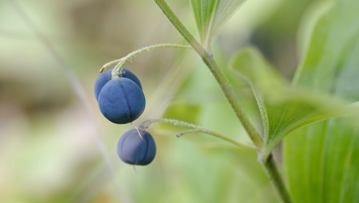 Solomon's seal fruit in the fall.