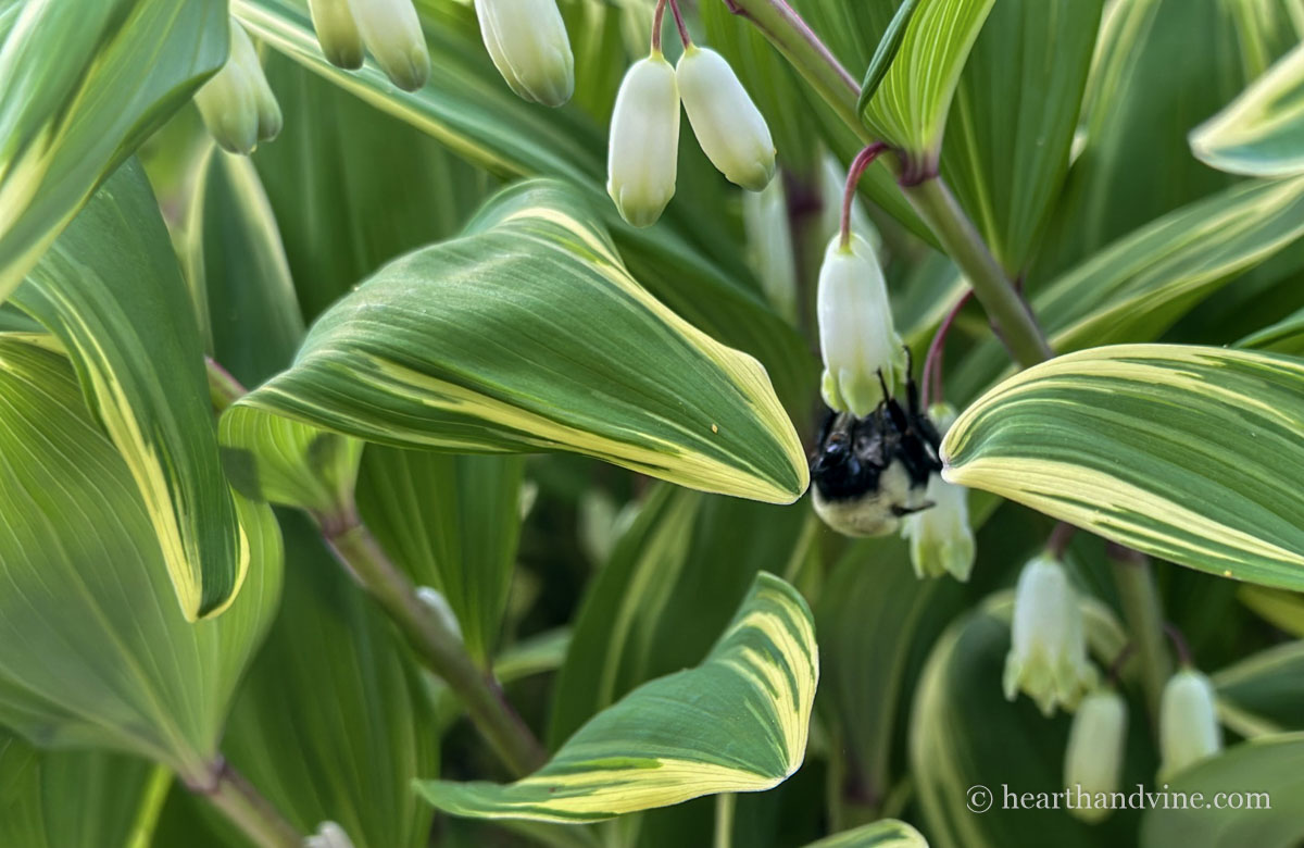 A bumble bee gathering nectar or pollen from Solomon's seal flowers.