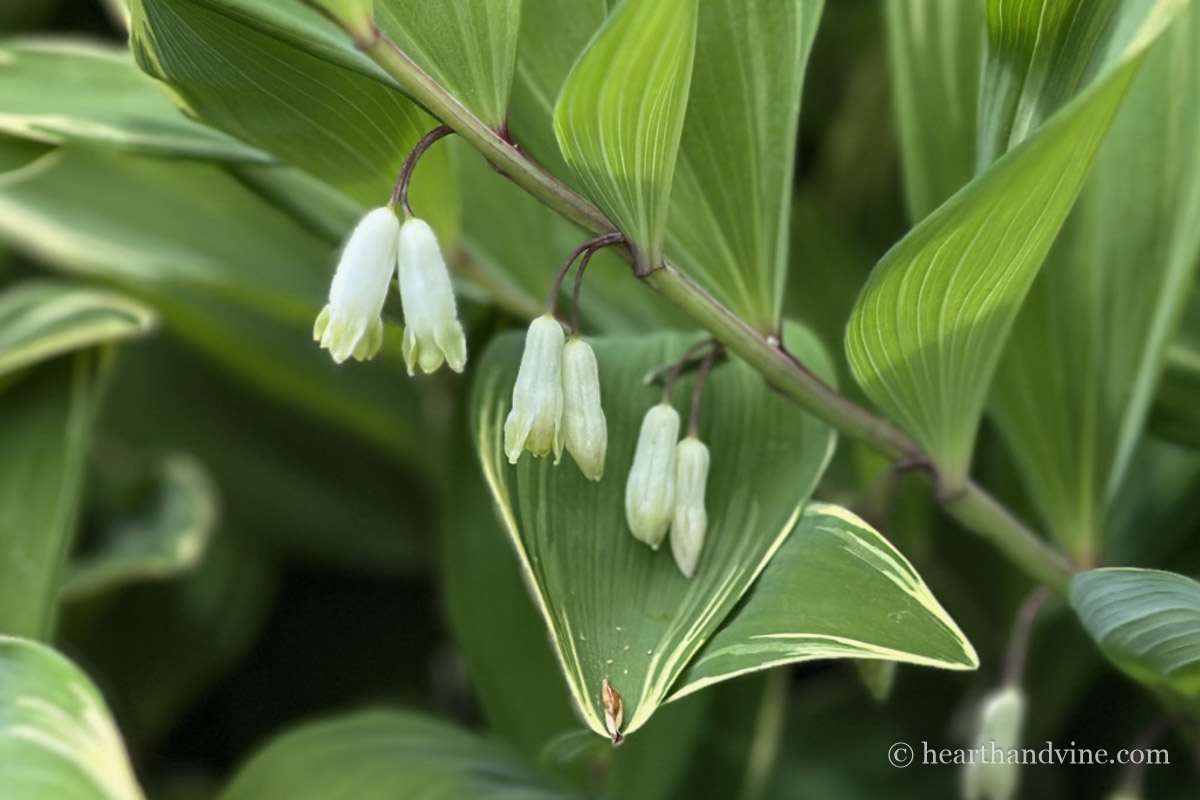 Close look at pairs of flowers on Solomon's Seal stem.