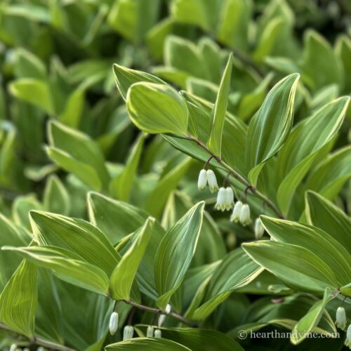 Solomon's seal in flower during the spring.