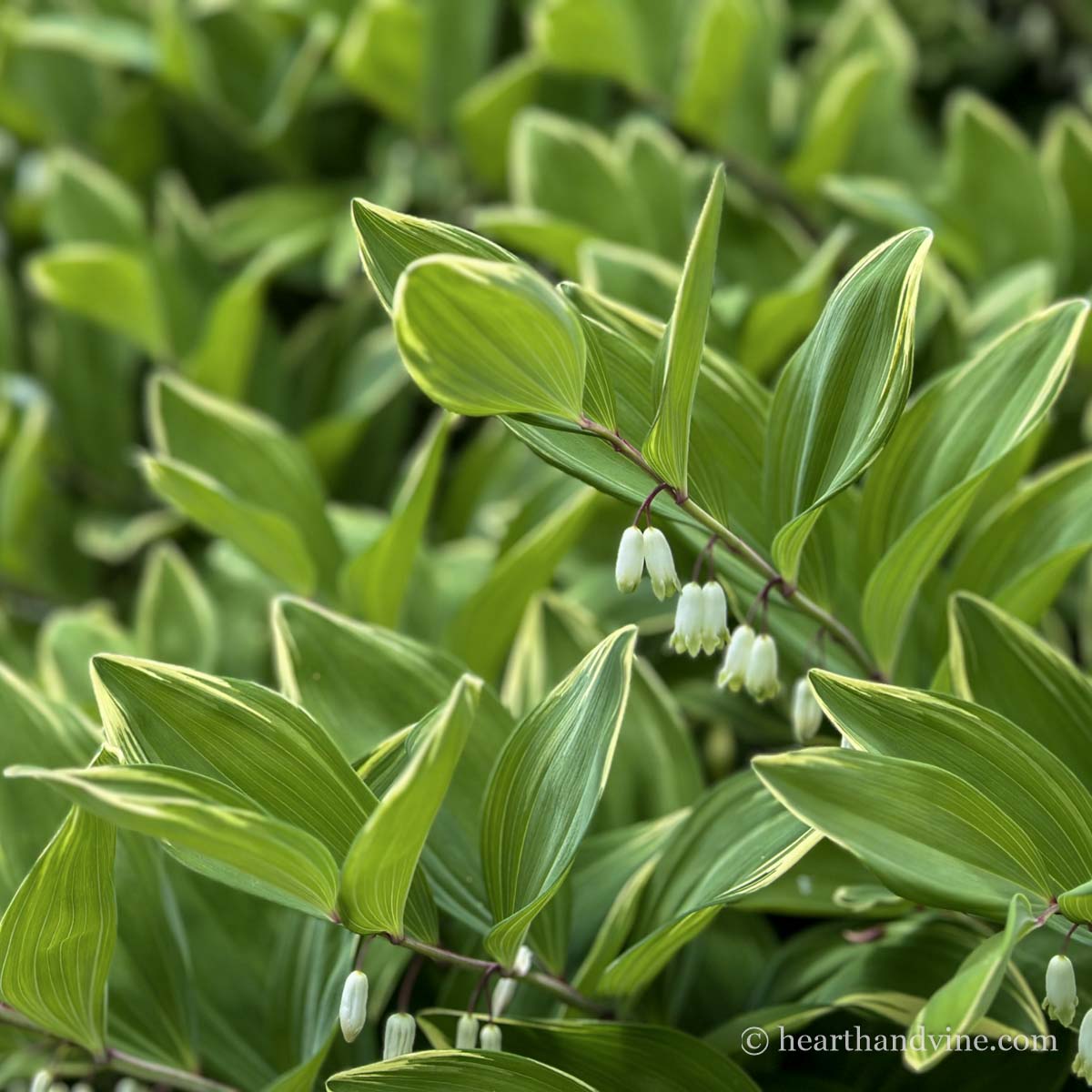 Solomon's seal in flower during the spring.