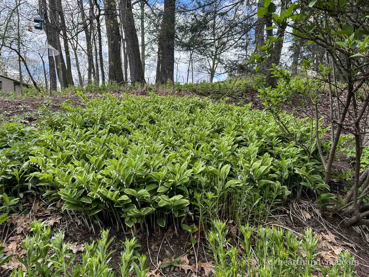 A large grouping of Solomon's seal growing on a hillside.