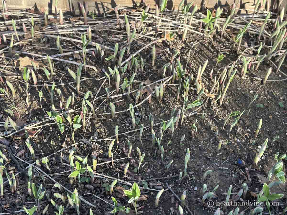Solomon's seal new growth emerging in early spring.