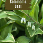 Solomon's seal in flower.