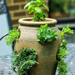 A terra cotta strawberry pot herb garden on a patio table.