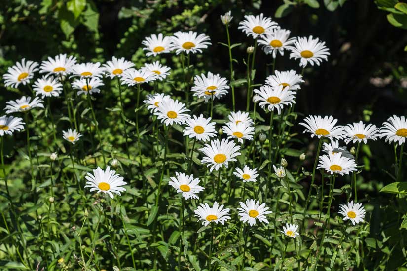 Shasta daisies in the garden blooming.