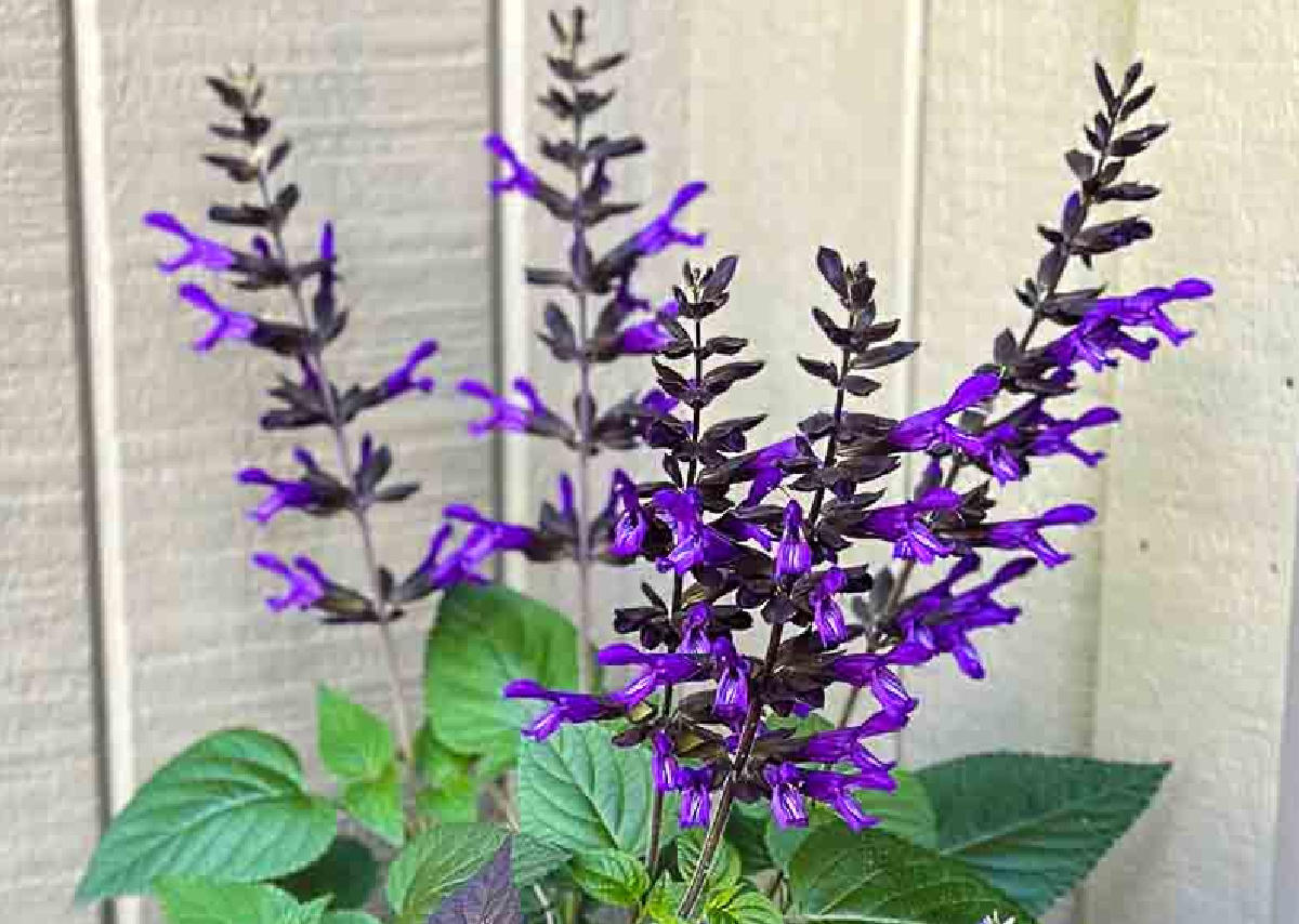 Purple salvia in bloom.