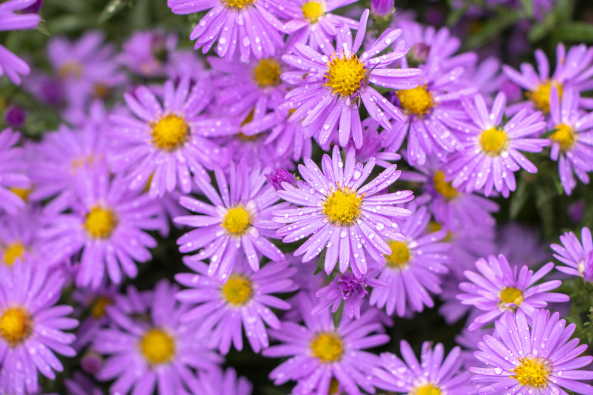 Pinkish purple aster flowers.