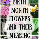 Collage of real birth month flowers.