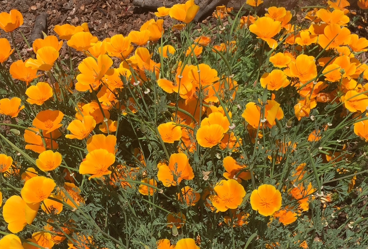 Outdoor orange California poppies in bloom.