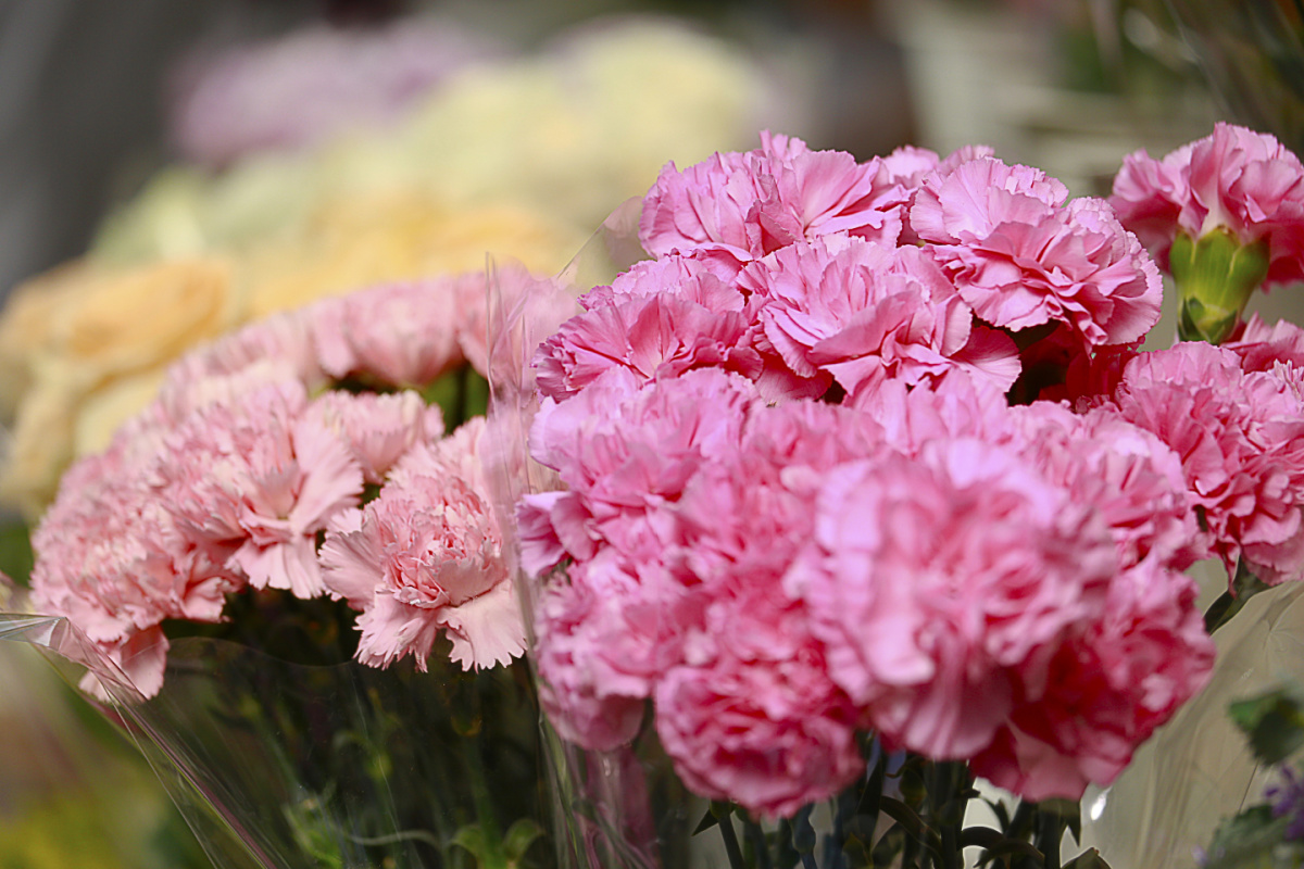 Shades of pink carnation flower bundles.