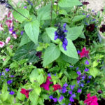 Close look at flowers in a pot that love full sun areas.
