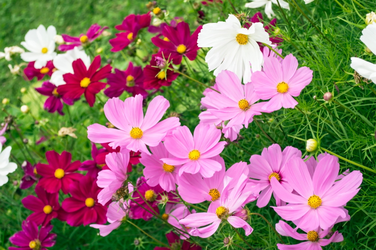Mix of cosmos flower in bloom including dark pink, pink and white.